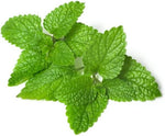 Lemon balm plant seeds