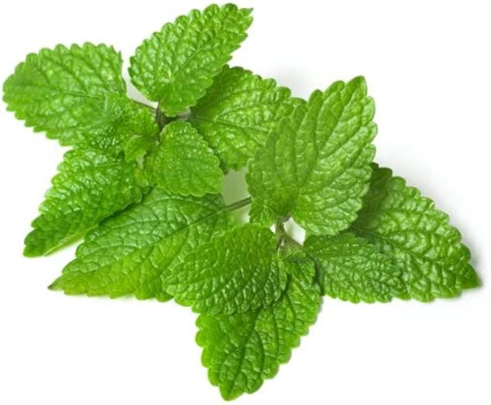 Lemon balm plant seeds
