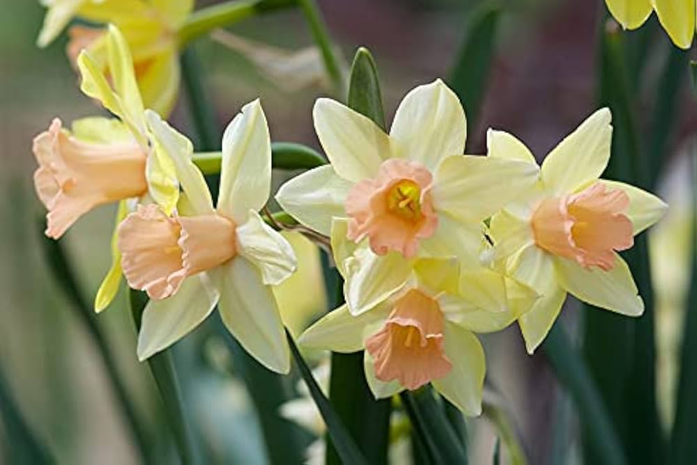 Daffodil Bulbs - Blushing Lady & Bell Song Mix