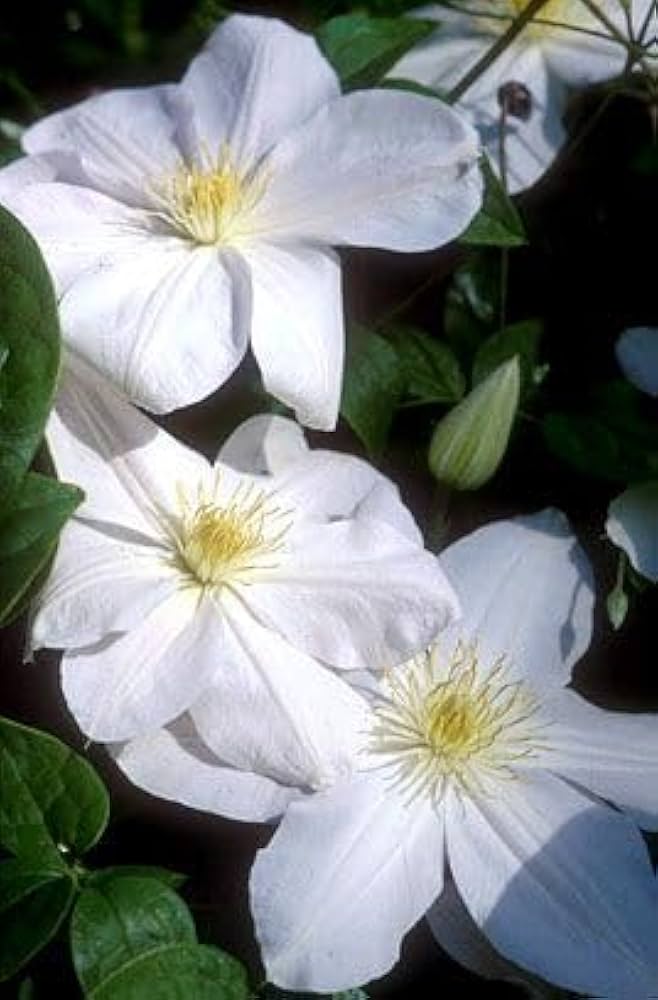 Clematis Rampicant White Flower Seeds for Climbing Elegance