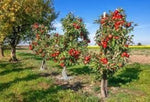 Granny Smith Apple Tree – Malus domestica – for planting in home orchard vegetable patch