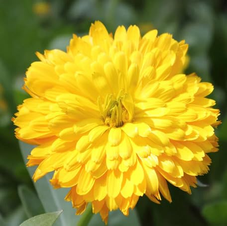 Yellow Calendula Flower - Heirloom, Non - Gmo Seeds