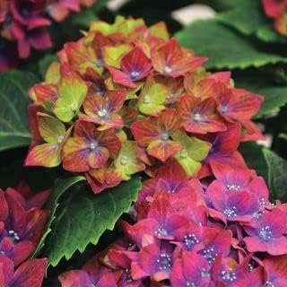 Green & Red Hydrangea Flower Seeds - 100 pcs