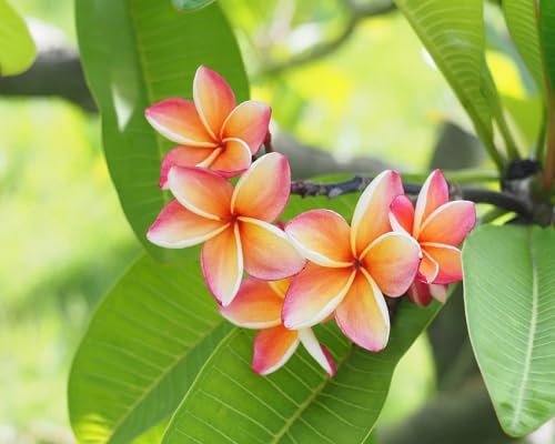 Plumeria Flower Mixed - Heirloom, Non - Gmo Seeds