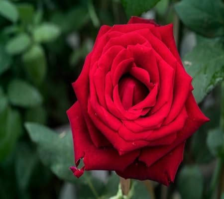 Rose Flower
