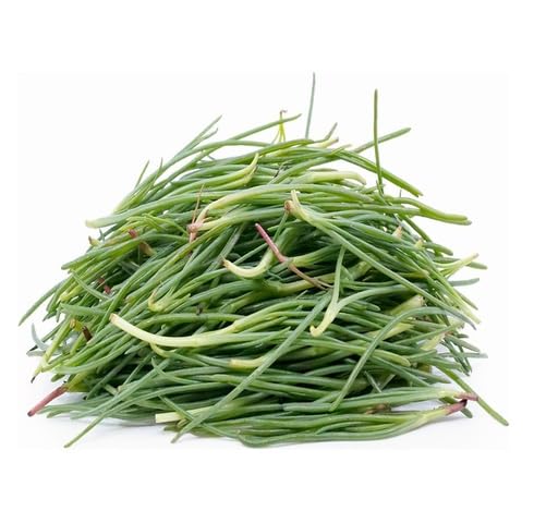 Green Agretti - Heirloom, Non - Gmo Seeds