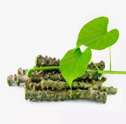 Green Giloy - Heirloom, Non - Gmo Seeds