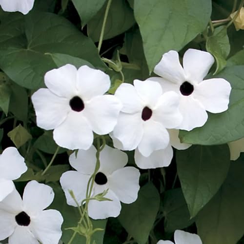 White Thunbergia Flower - Heirloom, Non - Gmo Seeds