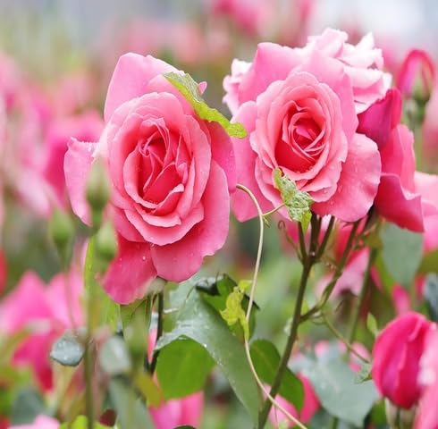 Pink Rose Flower - Heirloom, Non - Gmo Seeds