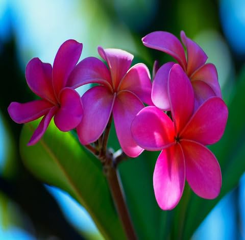 Pink Frangipani Flower