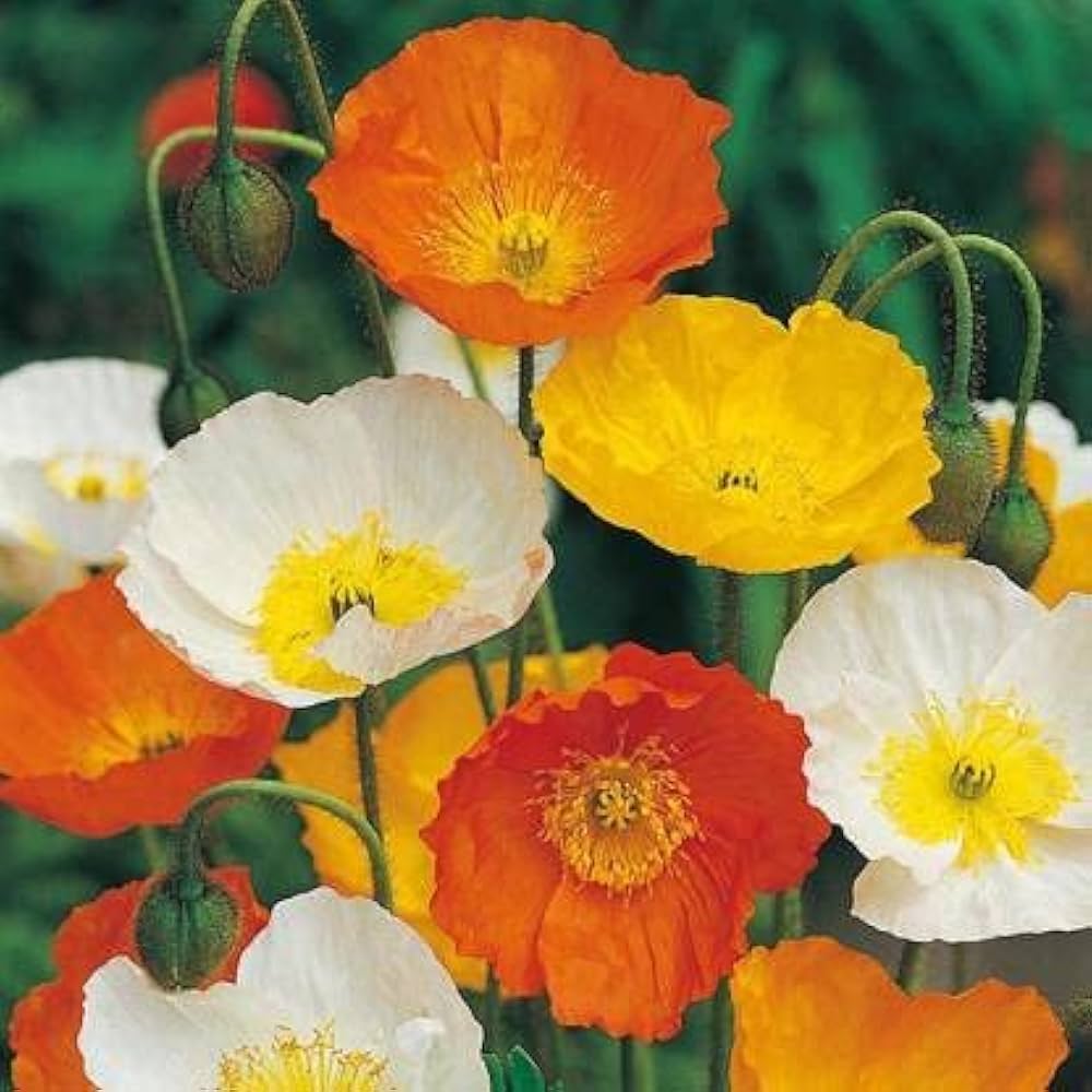 Iceland Poppy Mix Papaver nudicaule Seeds for Planting in Flower Beds