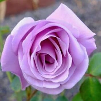 Rose Flower Seeds for Planting 100 -Hierloom Flower Seeds - Flower for planting in home garden