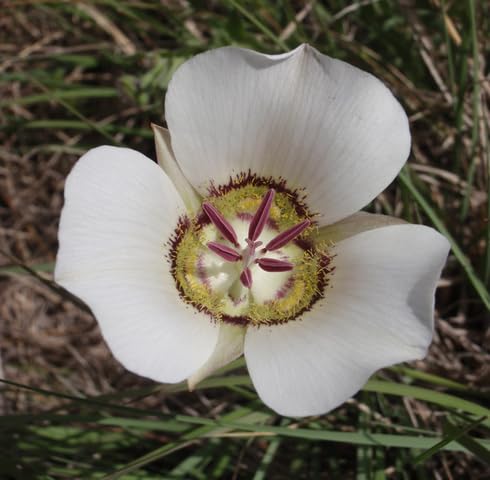 White Calochortus Flower - Heirloom, Non - Gmo Seeds