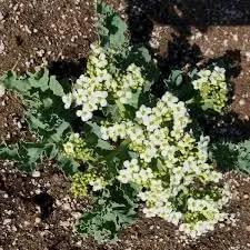 Seakale Flower Seeds for Planting - NON GMO Seeds Dhara Seeds