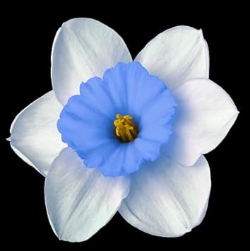 Blue White Daffodil Flower Seeds for Planting – Heirloom, Non-GMO, Vibrant Blooms seeds for planting in home garden
