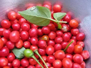 Heirloom Chile Chiltepin Pepper Seeds for Unique Hot Peppers