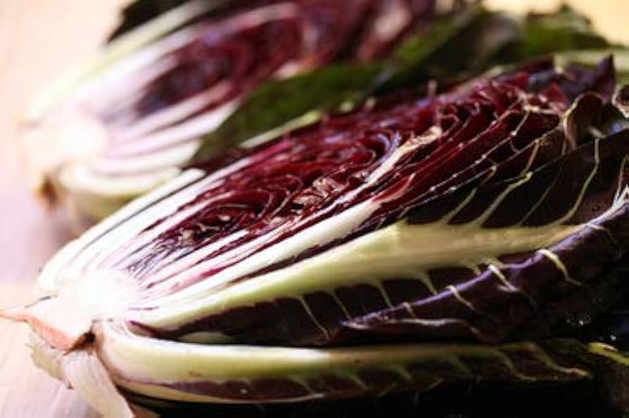 Castelfranco Radicchio Cichorium intybus for planting in garden