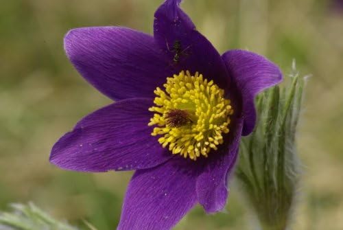 Violet Anemone Pulsatilla Purple Pasque Flower Seeds