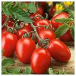 Dark Red Tomato Solanum lycopersicum for planting in urban garden