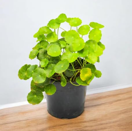 Green Gotu Kola