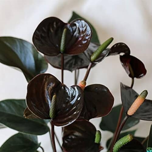 Black Anthurium - Heirloom, Non - Gmo Seeds