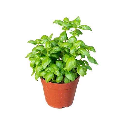 Basil Green - Heirloom, Non - Gmo Seeds