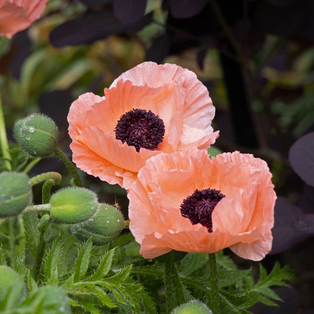 Papaver orientale Roots - Helen Elizabeth