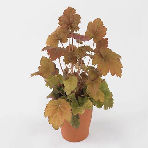 Heuchera Brown - Heirloom, Non - Gmo Seeds