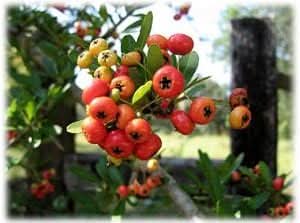 Red Firethorn Fruit Seeds - Hardy and Vibrant for Your Garden