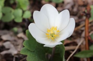 White Sanguinaria Flower Seeds for Planting - 100