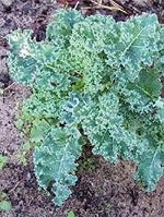 Blue Ridge Kale Heirloom Non Gmo Image