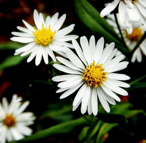 White Aster Flower - Heirloom, Non - Gmo Seeds