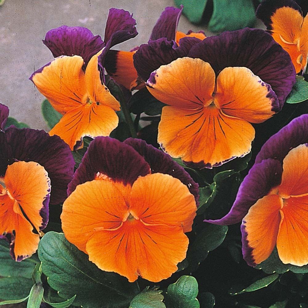 Orange Violet Pansy Flower Seeds for Planting - Non GMO seeds seeds for planting in home garden