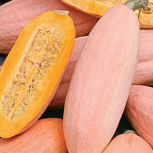 Squash VH562 Giant Pink Banana Squash Seeds