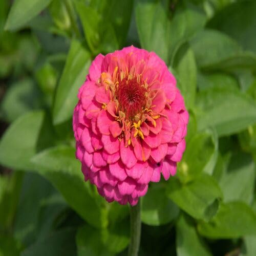Pink Zinnia Flower