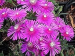 Heirloom Non-GMO Fuchsia Cooperi Flower Seeds for Planting – Fresh Vibrant Garden Blooms for planting in your garden.