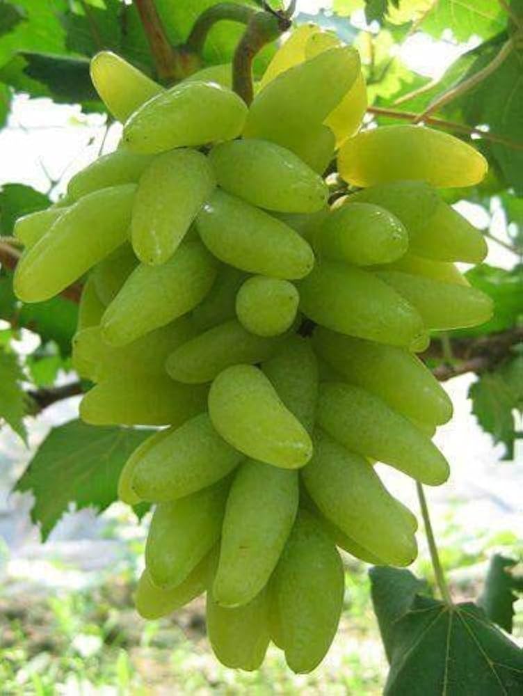 Grape Fruit Seeds – Fresh White Grape Seeds for Planting Fruit-Bearing Grapevines