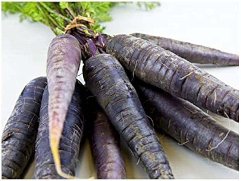 Cosmic Purple Carrot Seeds (Daucus carota) – Fresh Seeds