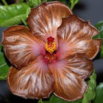 Hibiscus (Hibiscus scientific name) for planting in garden