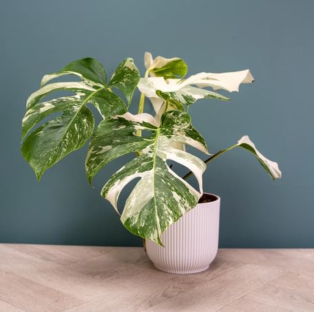 Green White Monstera - Heirloom, Non - Gmo Seeds