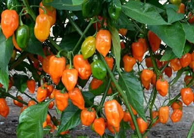 Orange Paprika Heirloom Seeds