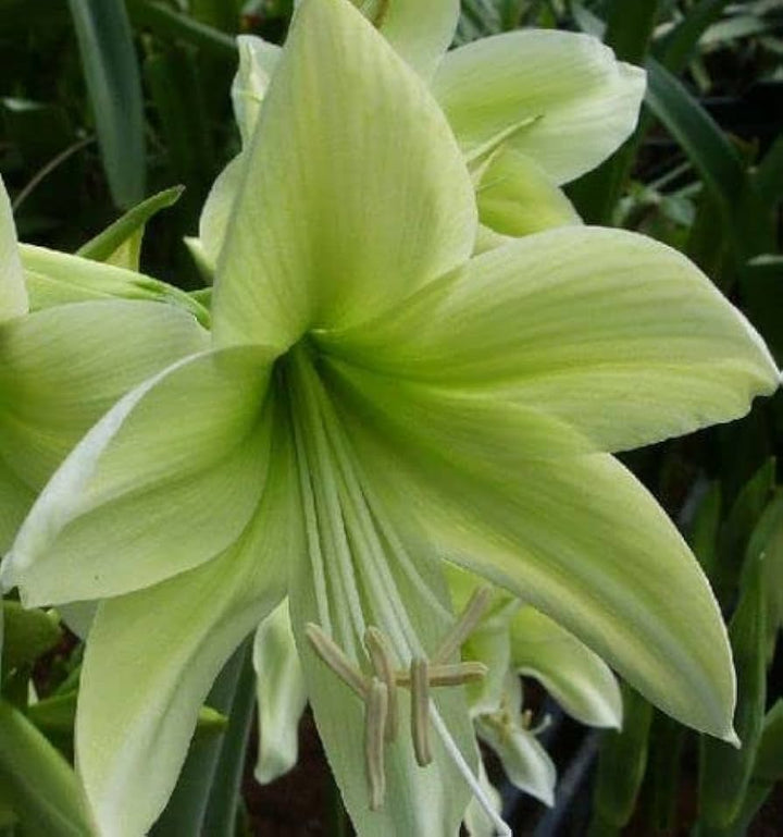 Light Green Hippeastrum Rutilum Flower Seeds – Heirloom Non-GMO Amaryllis Blooms for Exotic Gardens