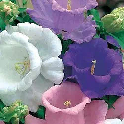bright ruby red Canterbury Bells blooming in garden

