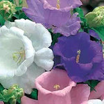 bright ruby red Canterbury Bells blooming in garden

