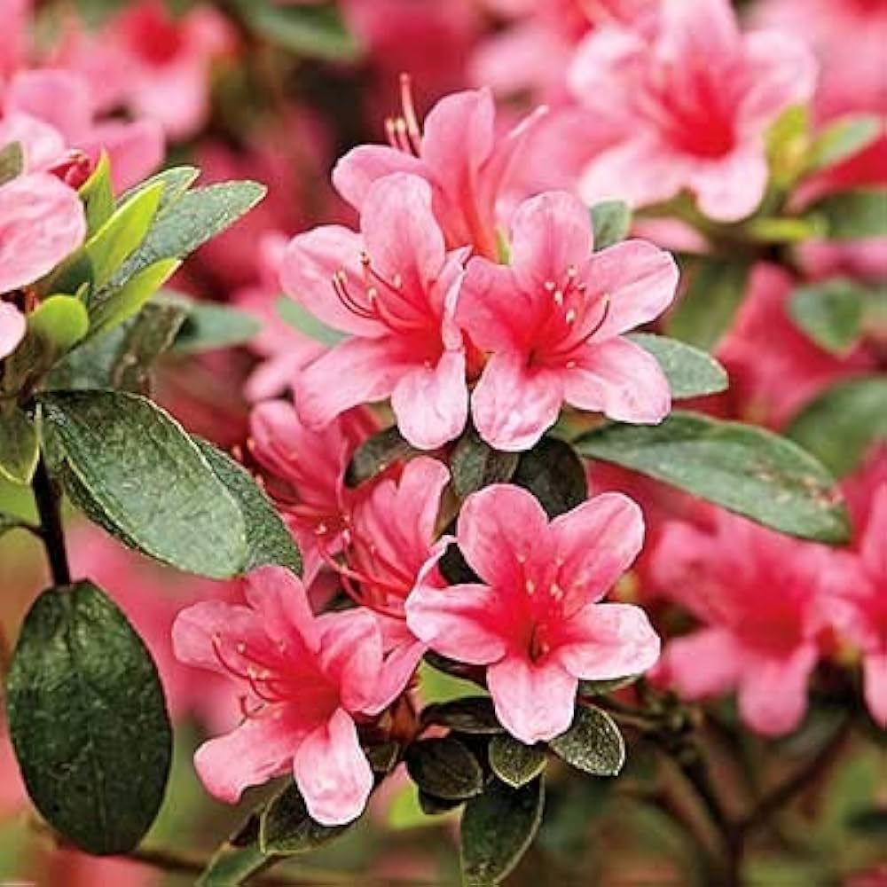 Azalea Pink Flower Seeds – Heirloom Non-GMO Flower Seeds for Planting for planting in your garden.