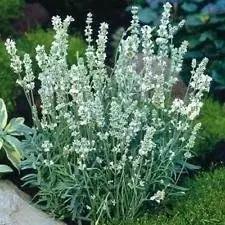White Lavender Ellagance Plant Seeds for Planting - NON GMO Seeds Dhara Seeds