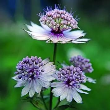 Blue Masterwort Flower Seeds for Planting - NON GMO Seeds Dhara Seeds