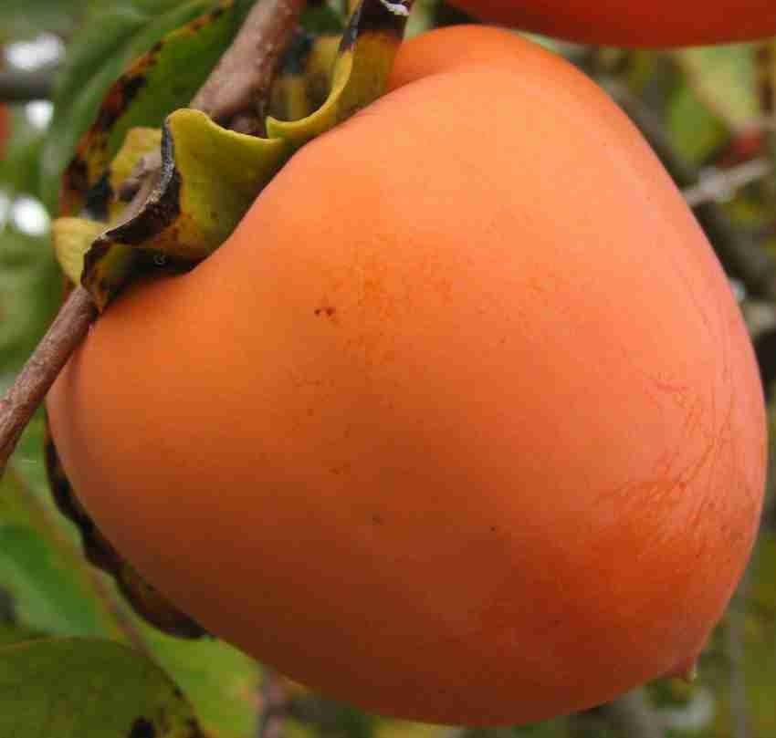 Persimmon Seeds pcs Exotic & Delicious Fruit Tree