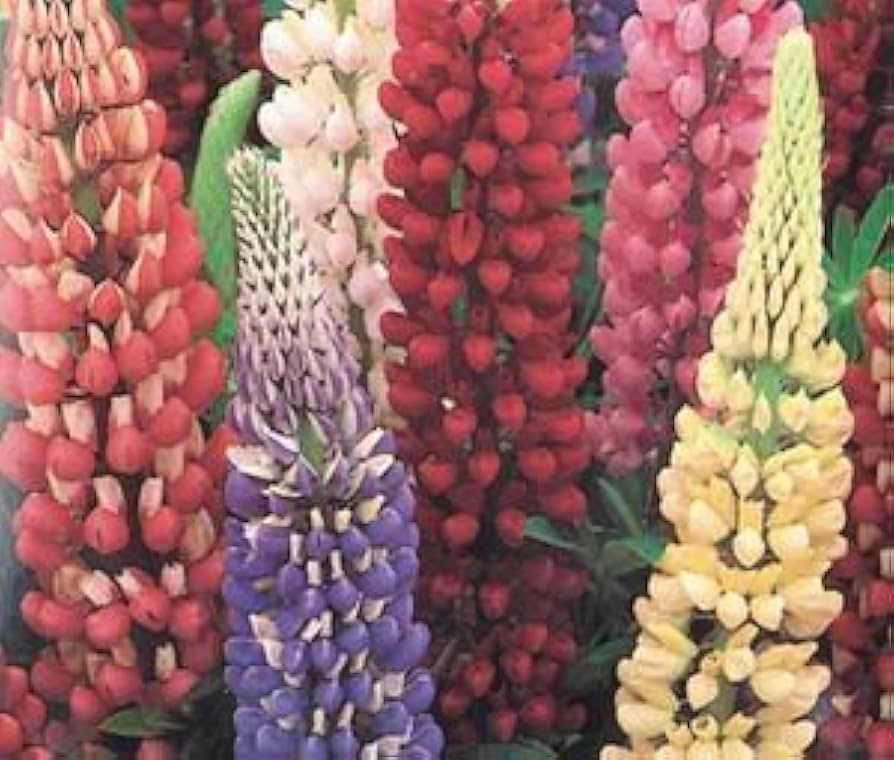 Rainbow Lupine – Lupinus polyphyllus – for planting in home garden
