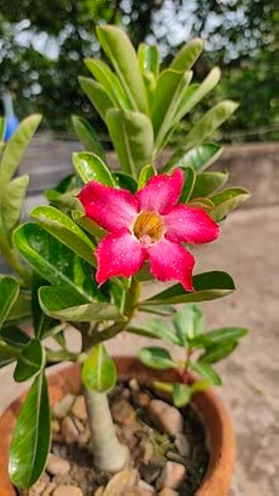 Desert Rose Adenium Obesum Seeds for Planting for Indoor Bonsai and Home Garden